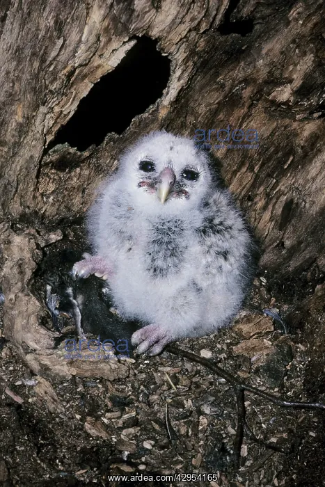  : Barred Owl - chick in nest with prey, flying squirrel