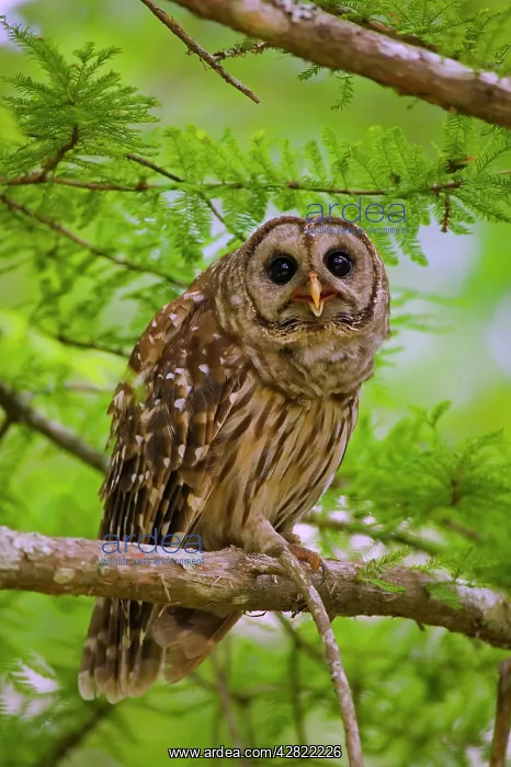 : Barred Owl - in cypress tree. Common in dense coniferous : Barred Owl - in cypress tree. Common in dense coniferous