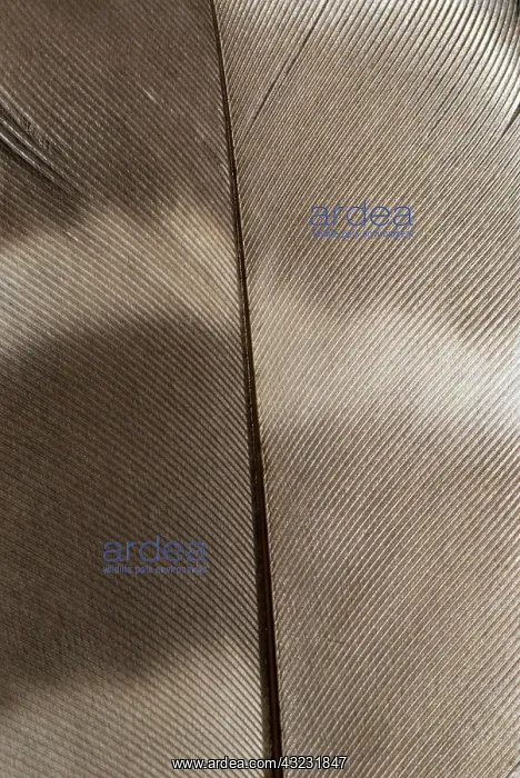 : Barred owl feather, Strix varia, Stanley : Barred owl feather, Strix varia, Stanley