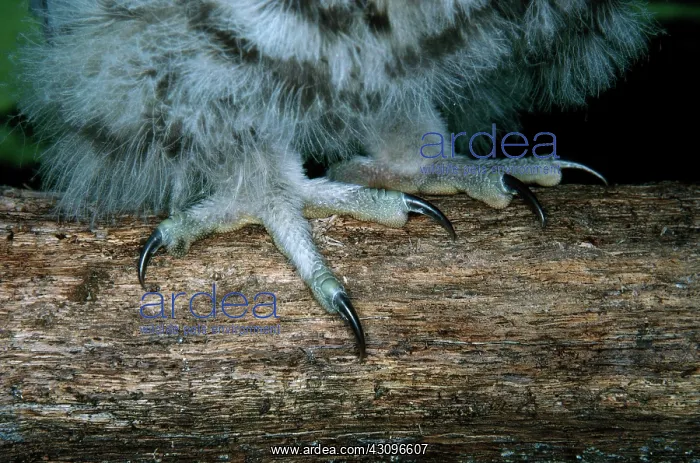 : Barred Owl Feet and Talons : Barred Owl Feet and Talons
