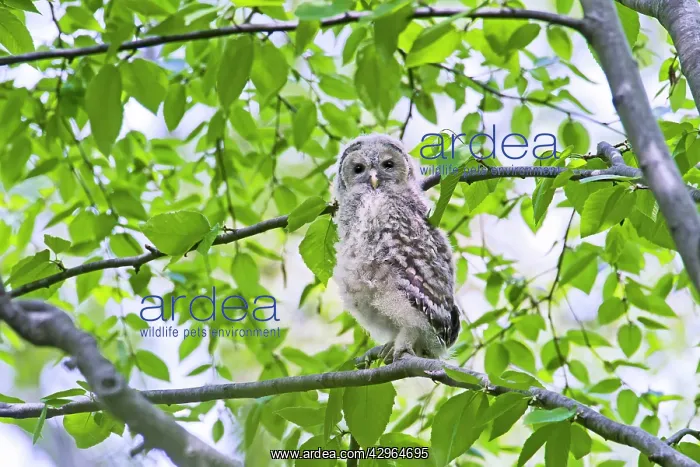 : Barred Owl - fledgeling in May : Barred Owl - fledgeling in May
