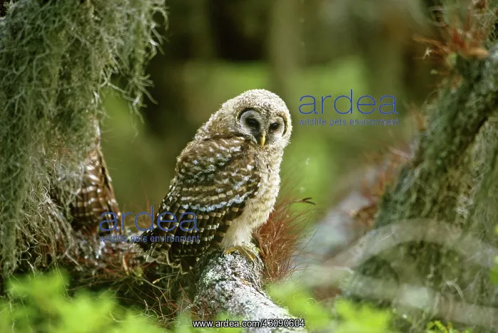  : Barred Owl Fledgling