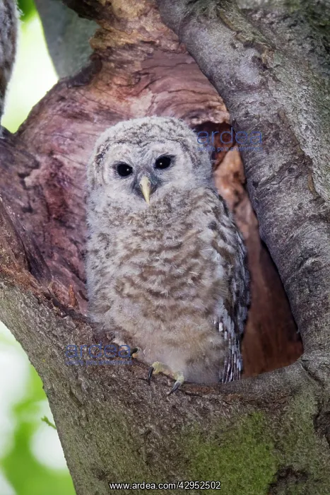 : Barred Owl - fledgling just outside of their nest cavity : Barred Owl - fledgling just outside of their nest cavity