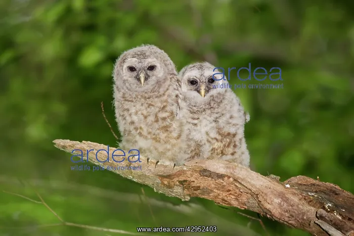 : Barred Owl fledglings just outside of their nest cavity : Barred Owl fledglings just outside of their nest cavity