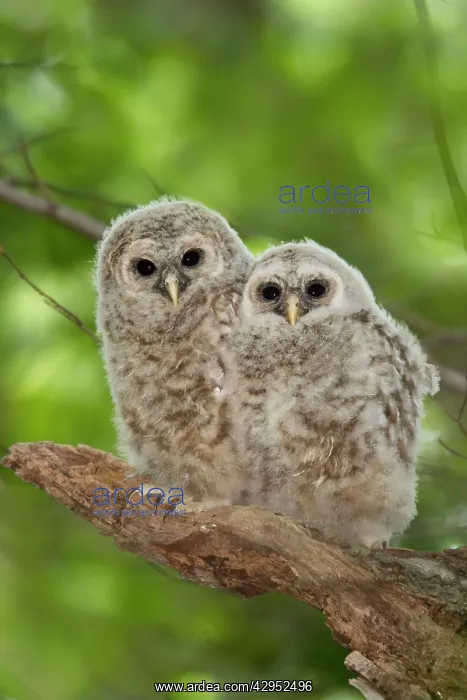  : Barred Owl - fledglings just outside of their nest cavity