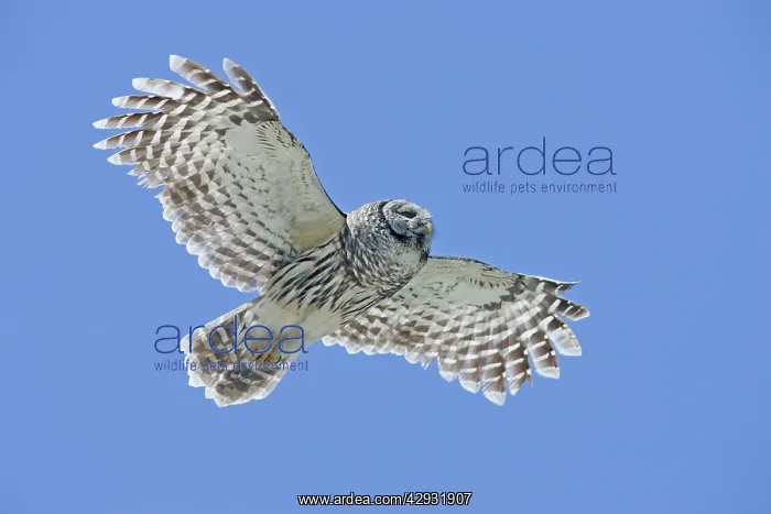 : Barred Owl - in flight : Barred Owl - in flight