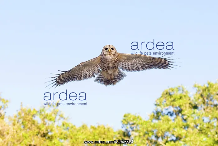 : Barred Owl - in flight : Barred Owl - in flight