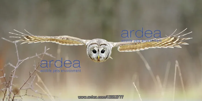 : Barred Owl in Flight : Barred Owl in Flight