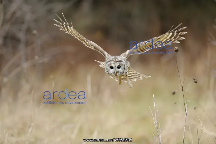 : Barred owl in Flight : Barred owl in Flight