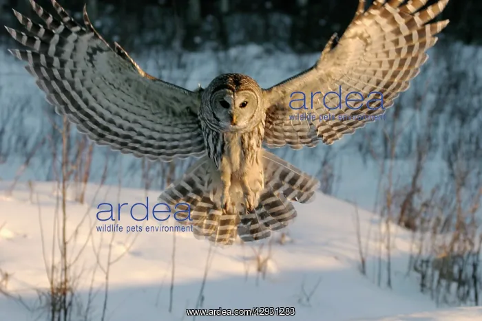 : Barred OWL - at hunt, diving down for prey : Barred OWL - at hunt, diving down for prey