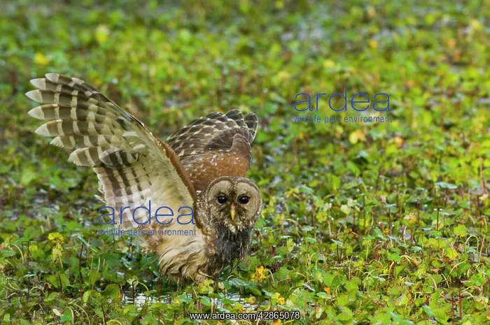 : Barred Owl - landing with wings open, foraging : Barred Owl - landing with wings open, foraging