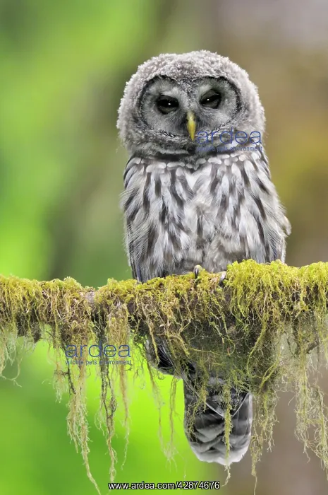 : Barred Owl - owlet (only recently fledged) : Barred Owl - owlet (only recently fledged)