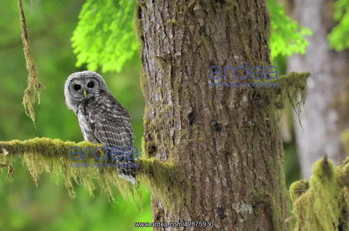 : Barred Owl - owlet (only recently fledged) : Barred Owl - owlet (only recently fledged)