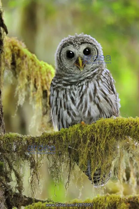 : Barred Owl - owlet (only recently fledged) : Barred Owl - owlet (only recently fledged)