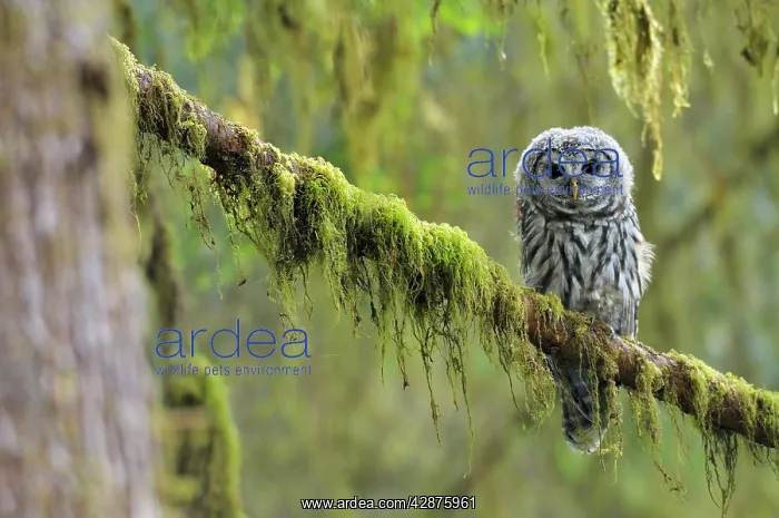 : Barred Owl - owlet (only recently fledged) : Barred Owl - owlet (only recently fledged)