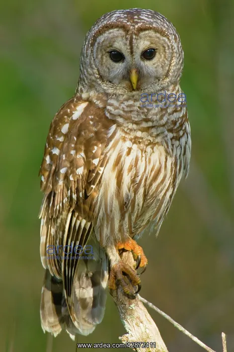 : Barred Owl - on perch, Atchafalya River basin : Barred Owl - on perch, Atchafalya River basin