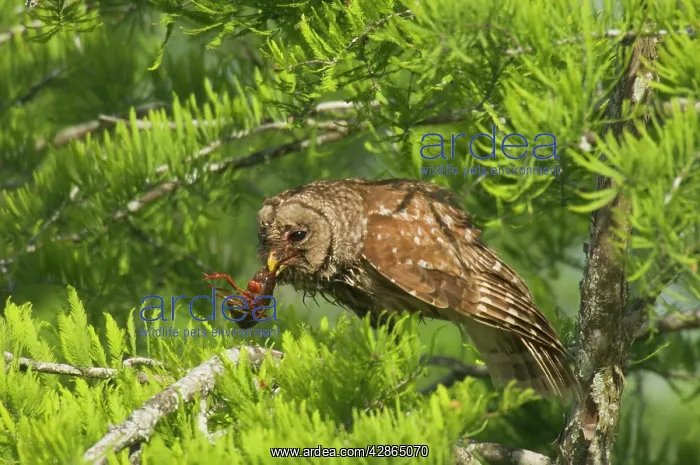 : Barred Owl - With prey : Barred Owl - With prey
