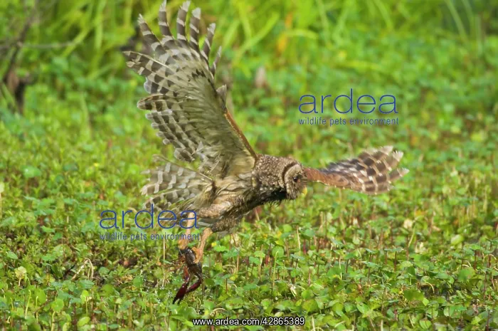 : Barred Owl preying on crayfish (crawfish) in southern swamp : Barred Owl preying on crayfish (crawfish) in southern swamp