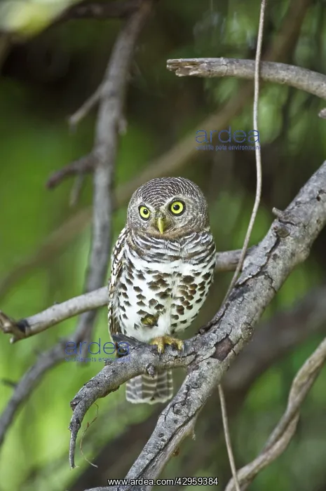 : Barred Owl - Sitting on branch : Barred Owl - Sitting on branch