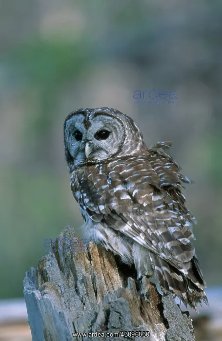 : Barred Owl in Spring : Barred Owl in Spring