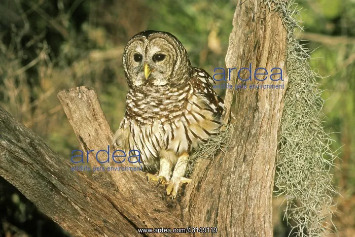 : Barred Owl (Strix varia) : Barred Owl (Strix varia)