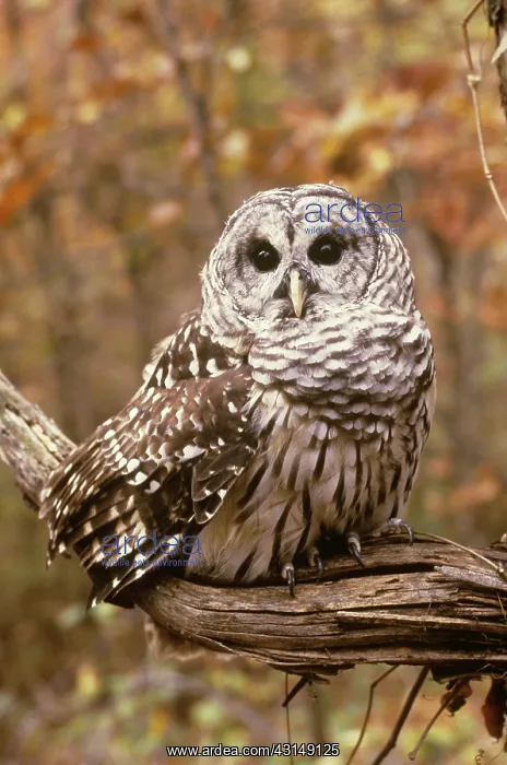: Barred Owl (Strix varia) : Barred Owl (Strix varia)