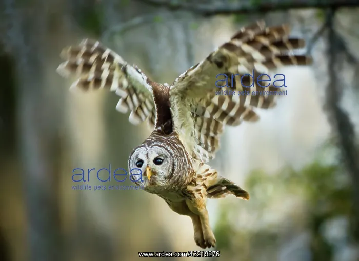 : Barred Owl (Strix varia) adult in flight : Barred Owl (Strix varia) adult in flight