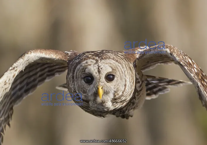 : Barred Owl (Strix varia) flying, Florida, USA, North America : Barred Owl (Strix varia) flying, Florida, USA, North America