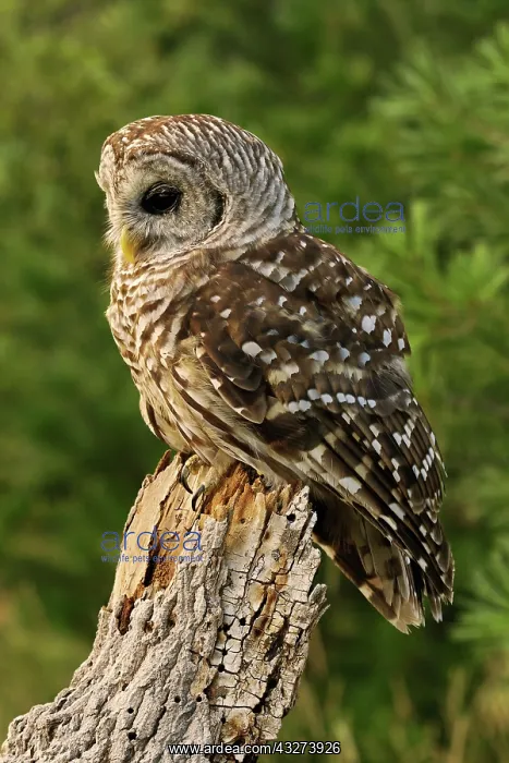 : Barred Owl, Strix varia, Michigan : Barred Owl, Strix varia, Michigan