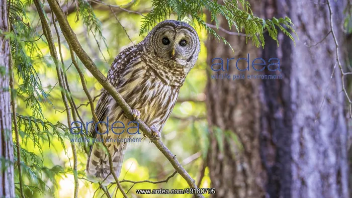  : A Barred Owl (Strix varia) perching on a tree branch in a forest