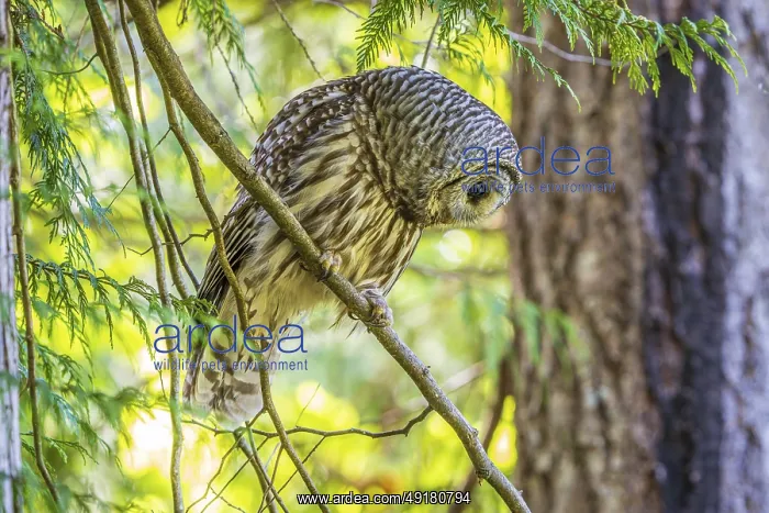 : A Barred Owl (Strix varia) searches for prey from a tree in the forest : A Barred Owl (Strix varia) searches for prey from a tree in the forest