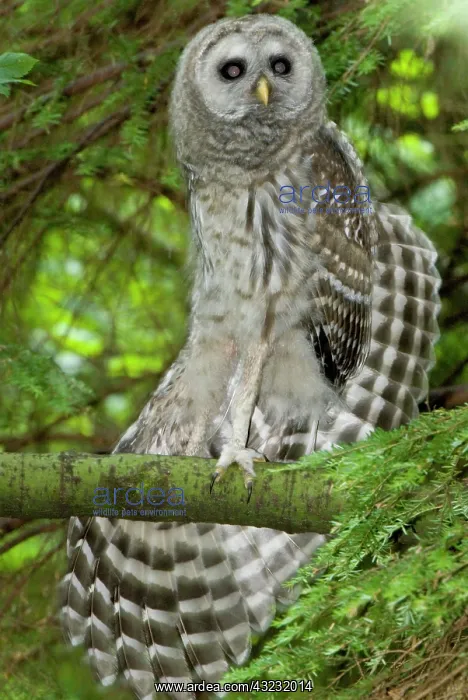  : Barred owl, Strix varia, Stanley Park, British