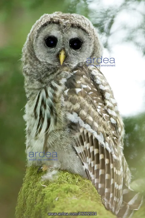 : Barred owl, Strix varia, Stanley Park, British : Barred owl, Strix varia, Stanley Park, British