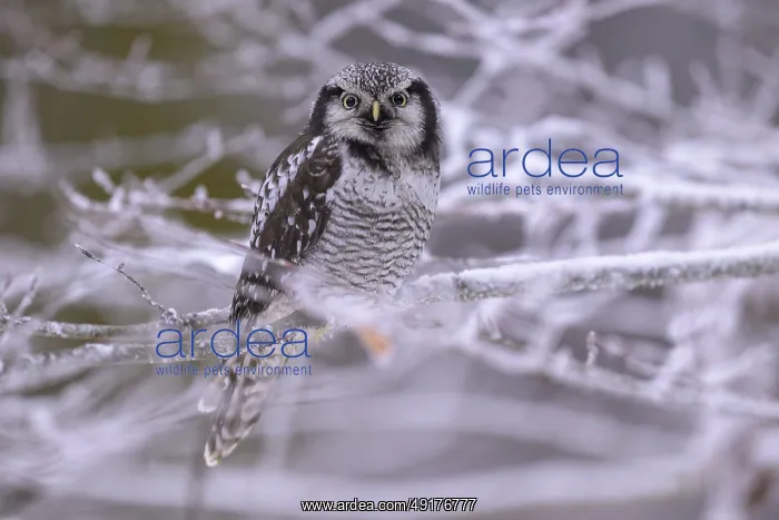 : Barred owl (Surnia ulula), sitting on a beech branch covered with hoarfrost : Barred owl (Surnia ulula), sitting on a beech branch covered with hoarfrost