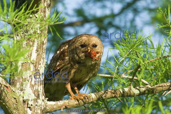 : Barred Owl - in tree with prey in mouth : Barred Owl - in tree with prey in mouth