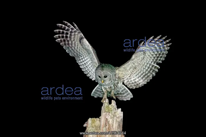 : Barred Owl - Winter bird in flight : Barred Owl - Winter bird in flight