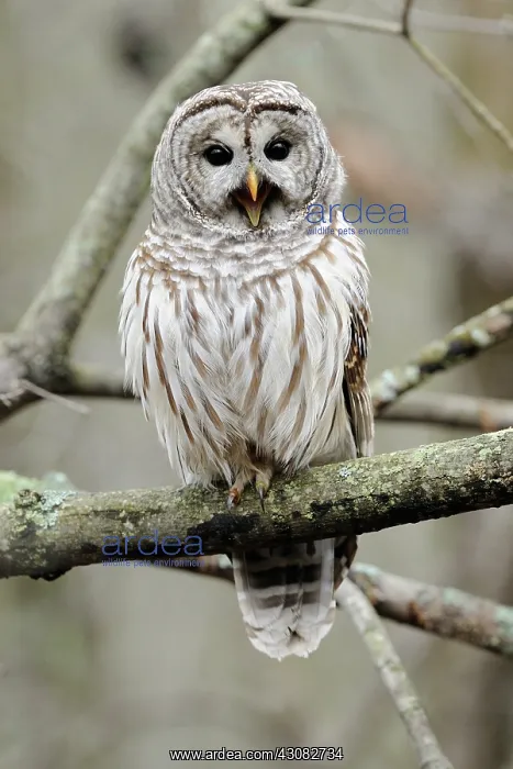 : Barred Owl Yawning : Barred Owl Yawning