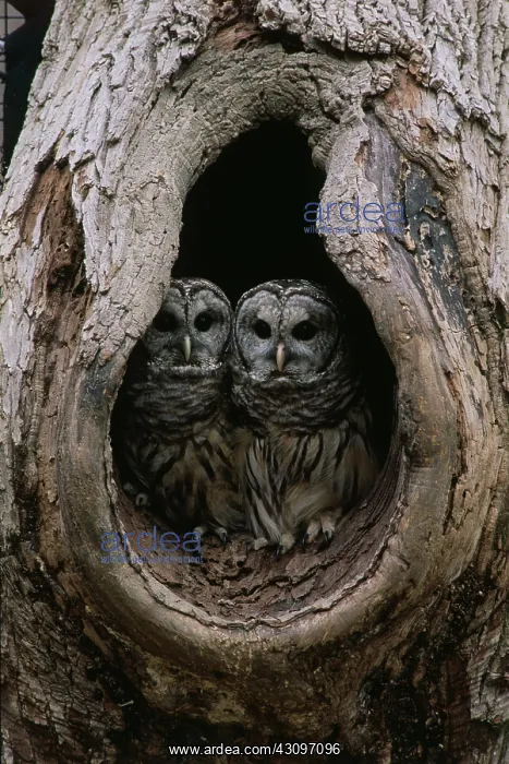 : Barred Owls : Barred Owls