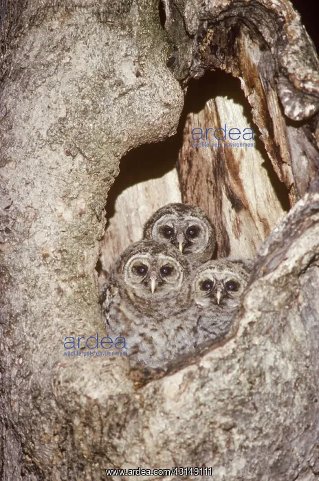 : Barred Owls (Strix varia) at nest : Barred Owls (Strix varia) at nest