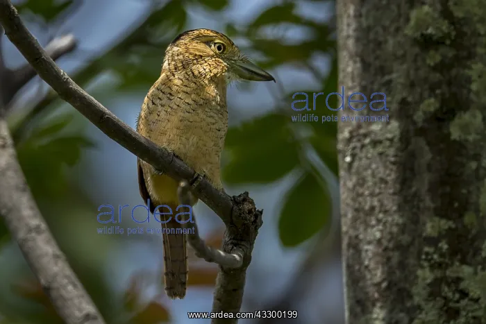 : Barred Puffbird (Nystalus radiatus) Rio Claro Natural : Barred Puffbird (Nystalus radiatus) Rio Claro Natural