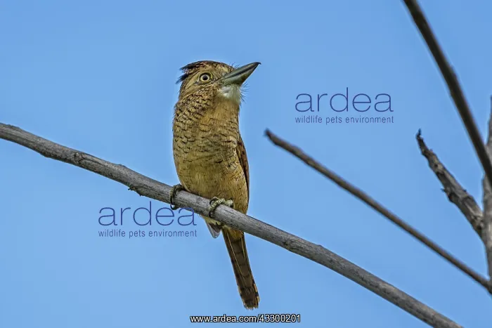 : Barred Puffbird (Nystalus radiatus) Rio Claro Natural : Barred Puffbird (Nystalus radiatus) Rio Claro Natural