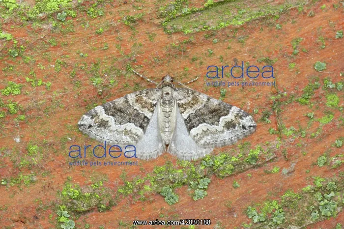 : Barred Rivulet Moth : Barred Rivulet Moth