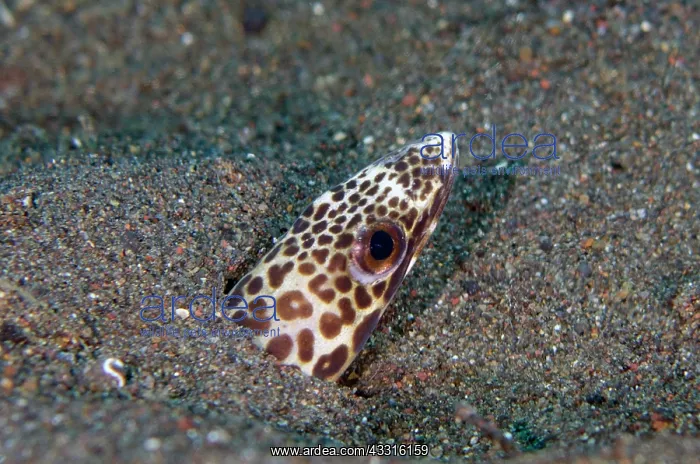 : Barred Sand Conger - Bintang Divers dive site, Amed : Barred Sand Conger - Bintang Divers dive site, Amed
