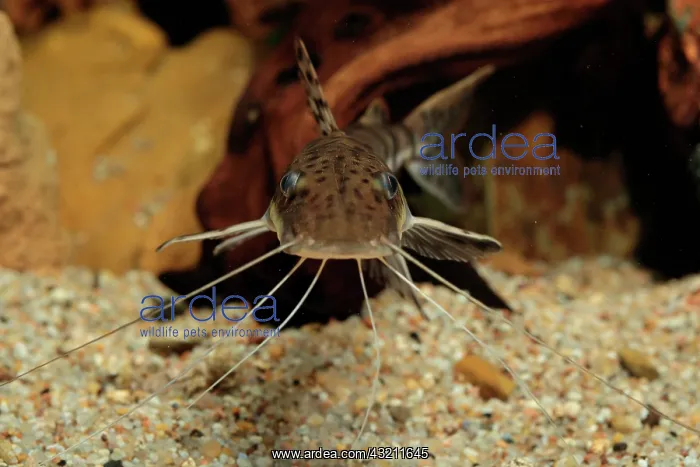 : Barred sorubim (Pseudoplatystoma fasciatum) in aquarium : Barred sorubim (Pseudoplatystoma fasciatum) in aquarium