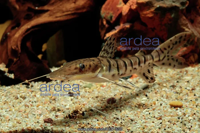 : Barred sorubim (Pseudoplatystoma fasciatum) in aquarium : Barred sorubim (Pseudoplatystoma fasciatum) in aquarium