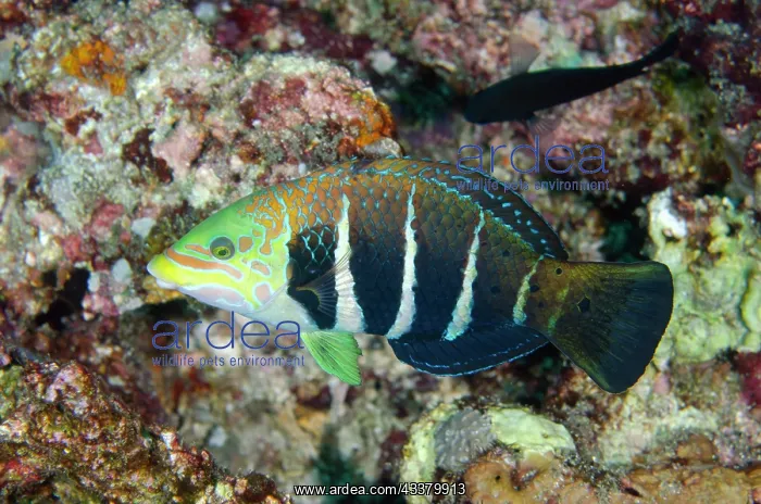 : Barred Thicklip Wrasse : Barred Thicklip Wrasse
