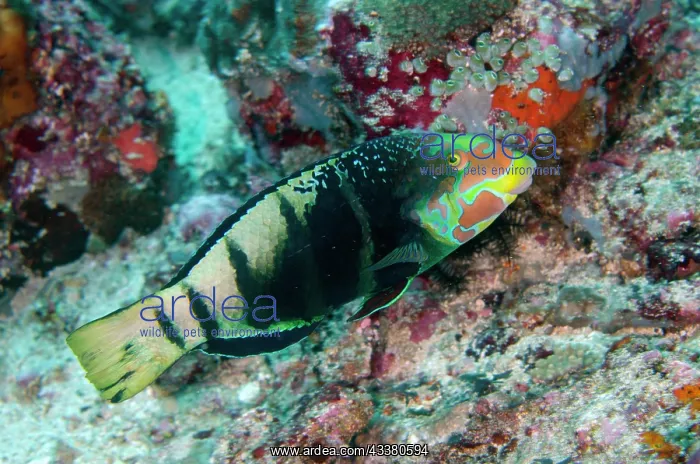 : Barred Thicklip Wrasse with courtship colours : Barred Thicklip Wrasse with courtship colours