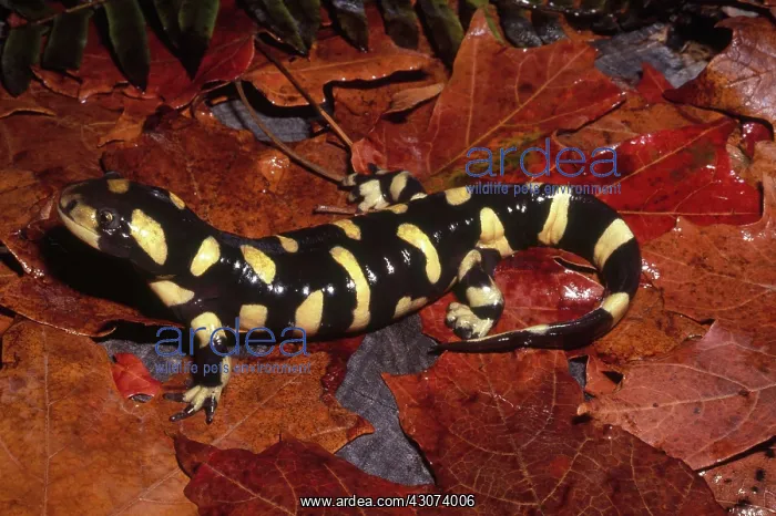 : Barred Tiger Salamander : Barred Tiger Salamander