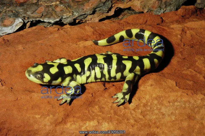 : Barred Tiger Salamander : Barred Tiger Salamander