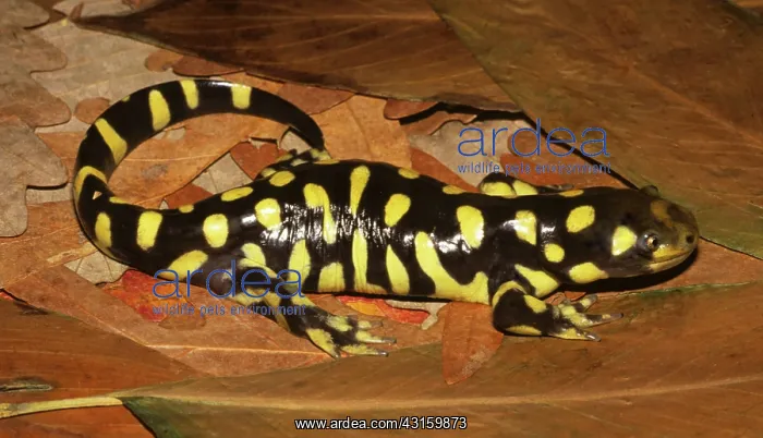 : Barred Tiger Salamander : Barred Tiger Salamander